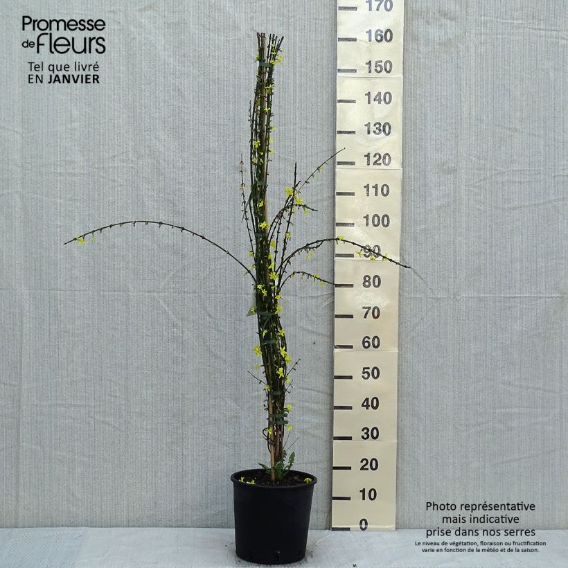 Amostra de Jasminum nudiflorum Vaso de 7,5 L/10 L tal como entregue no inverno