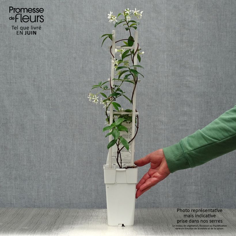 Amostra de Trachelospermum jasminoïdes Star Of Venice - Jasmim de leite Vaso de 2 L/3 L tal como entregue no verão