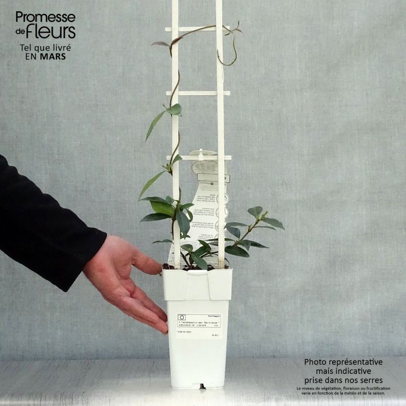 Amostra de Trachelospermum jasminoïdes Star Of Venice - Jasmim de leite Vaso de 2 L/3 L tal como entregue na primavera