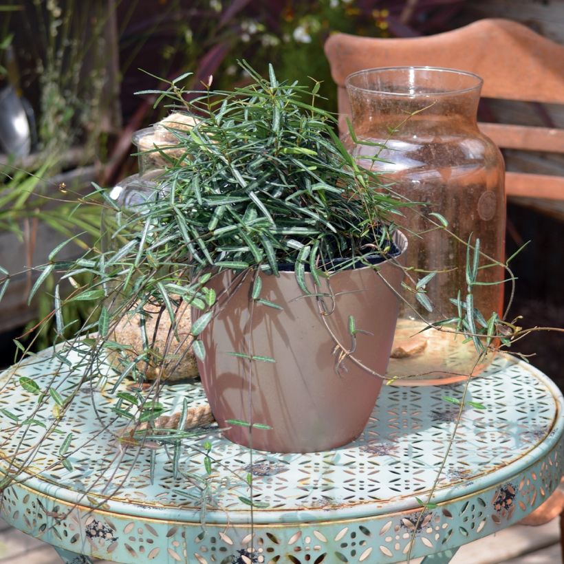 Trachelospermum jasminoides Waterwheel - Jasmim de leite (Hábito)