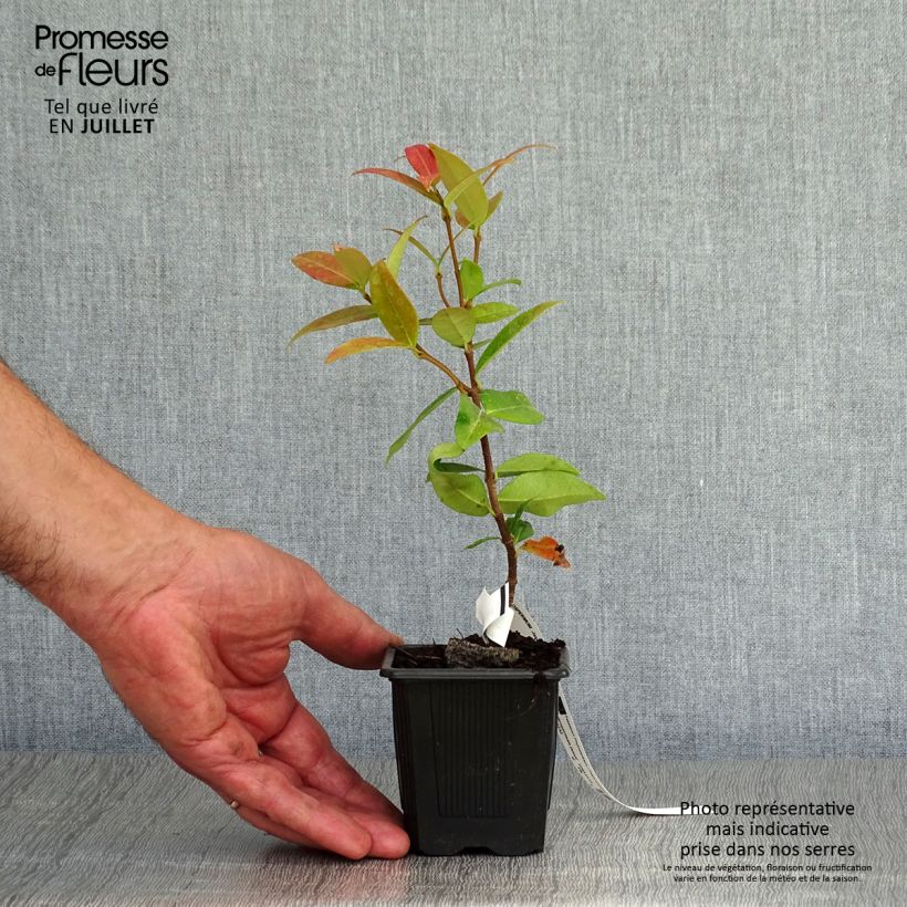 Amostra de Trachelospermum jasminoides - Jasmim de leite Vaso de 8/9 cm tal como entregue no verão