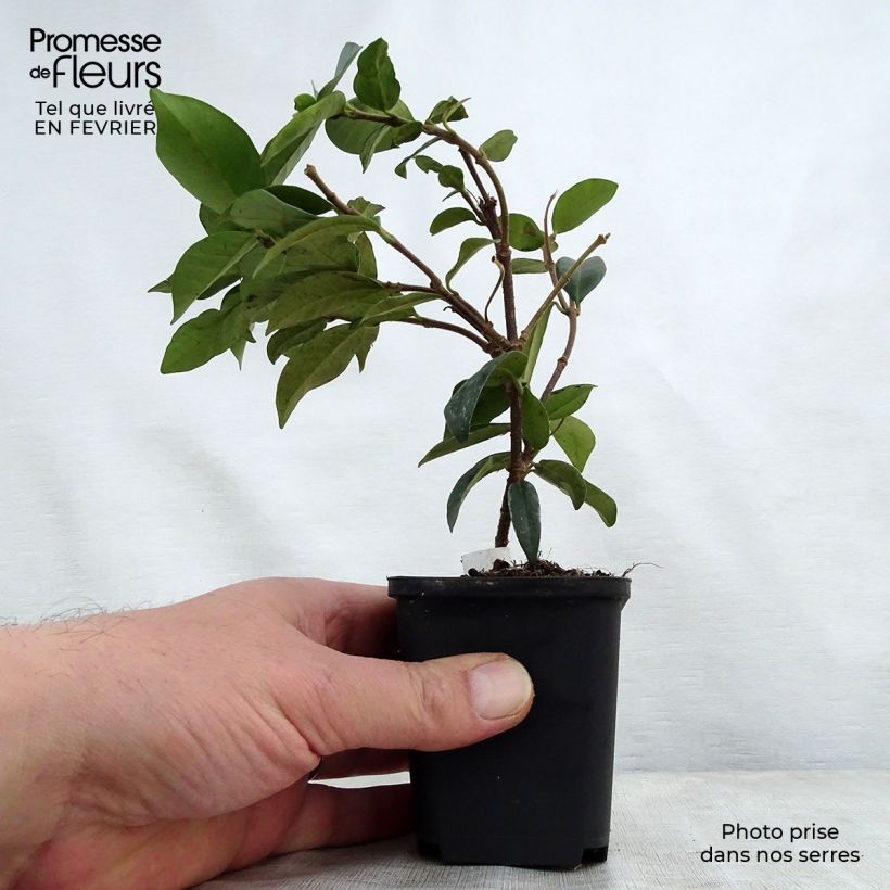 Amostra de Trachelospermum jasminoides - Jasmim de leite Vaso de 8/9 cm tal como entregue no inverno