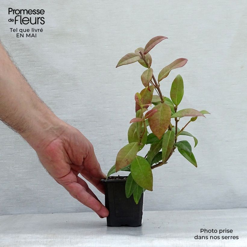 Amostra de Trachelospermum jasminoides - Jasmim de leite Vaso de 8/9 cm tal como entregue na primavera