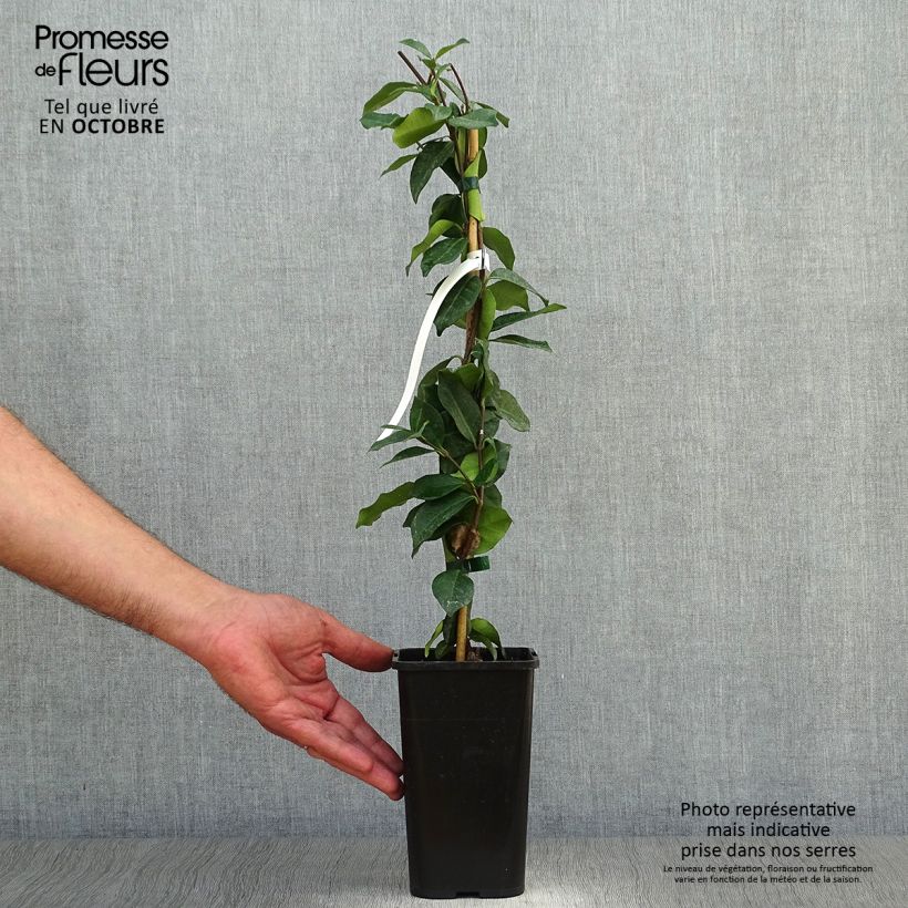 Amostra de Trachelospermum jasminoides - Jasmim de leite Vaso de 1 L/1,5 L tal como entregue no outono