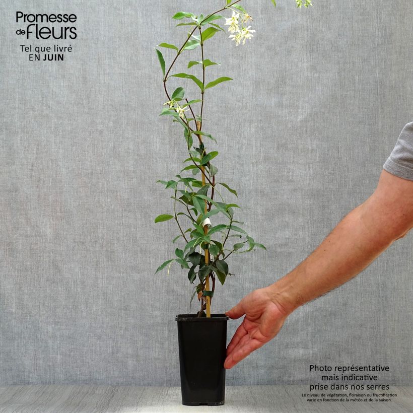Amostra de Trachelospermum jasminoides - Jasmim de leite Vaso de 1 L/1,5 L tal como entregue no verão