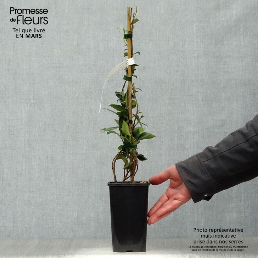 Amostra de Trachelospermum jasminoides - Jasmim de leite Vaso de 1 L/1,5 L tal como entregue na primavera