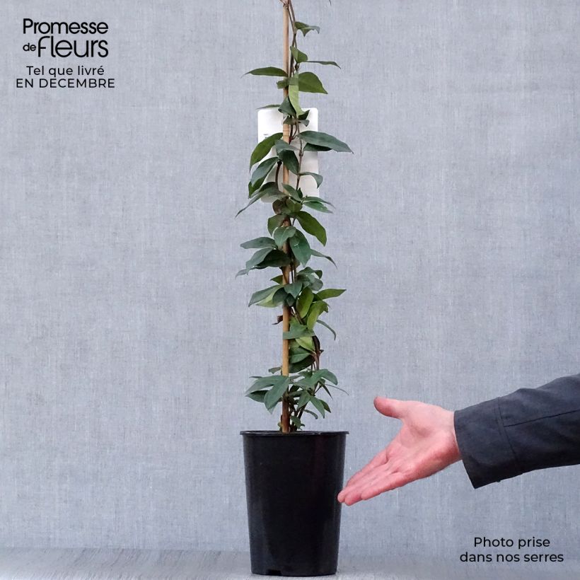 Amostra de Trachelospermum jasminoides - Jasmim de leite Vaso de 2 L/3 L tal como entregue no inverno