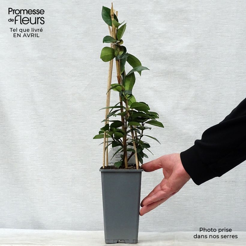 Amostra de Trachelospermum jasminoides - Jasmim de leite Vaso de 2 L/3 L tal como entregue na primavera