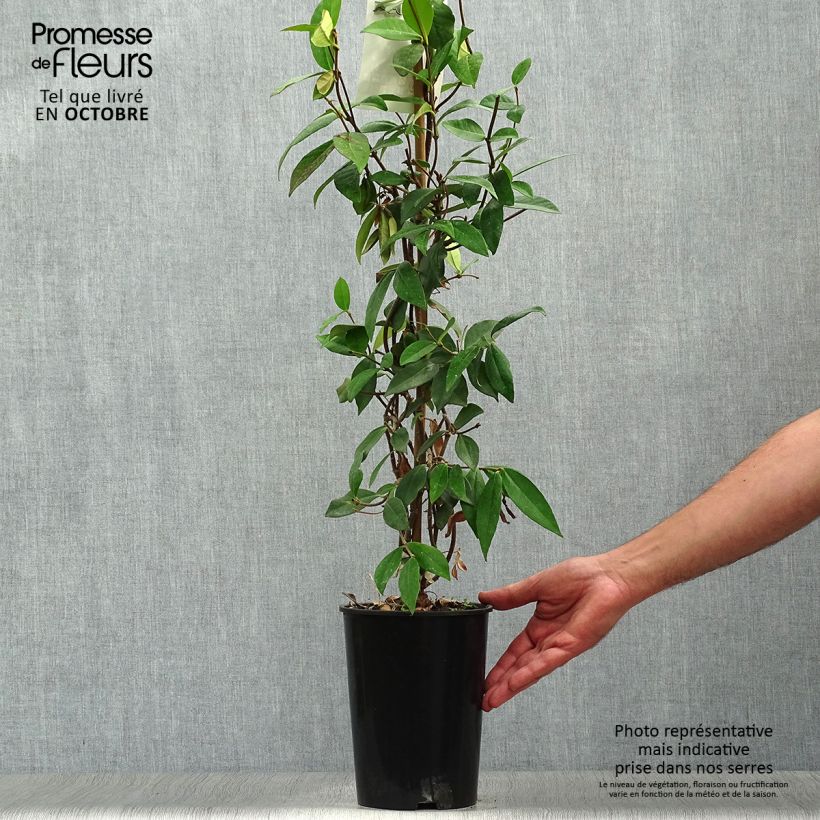 Amostra de Trachelospermum jasminoides - Jasmim de leite Vaso de 2 L/3 L tal como entregue no outono