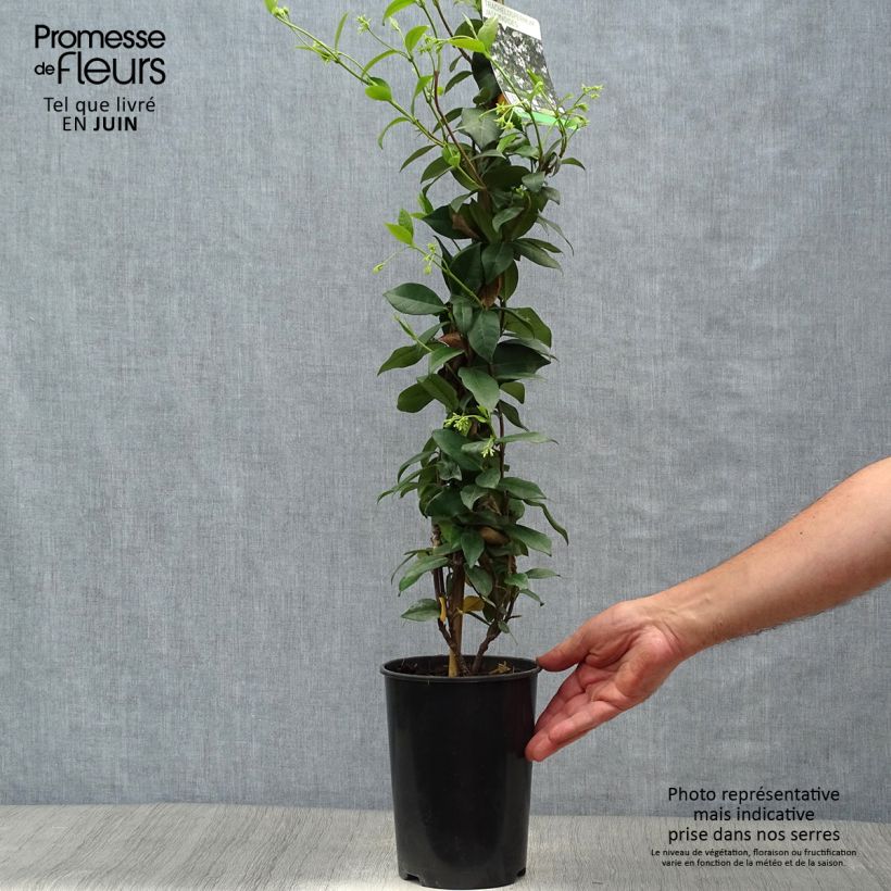 Amostra de Trachelospermum jasminoides - Jasmim de leite Vaso de 2 L/3 L tal como entregue no verão