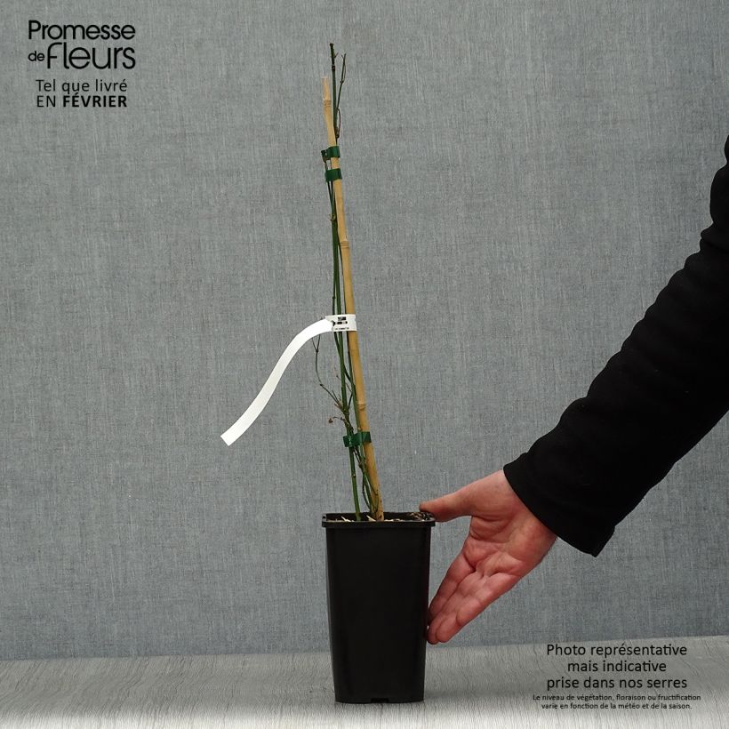 Amostra de Jasminum officinale Affinis Vaso de 1,5 L/2 L tal como entregue no inverno