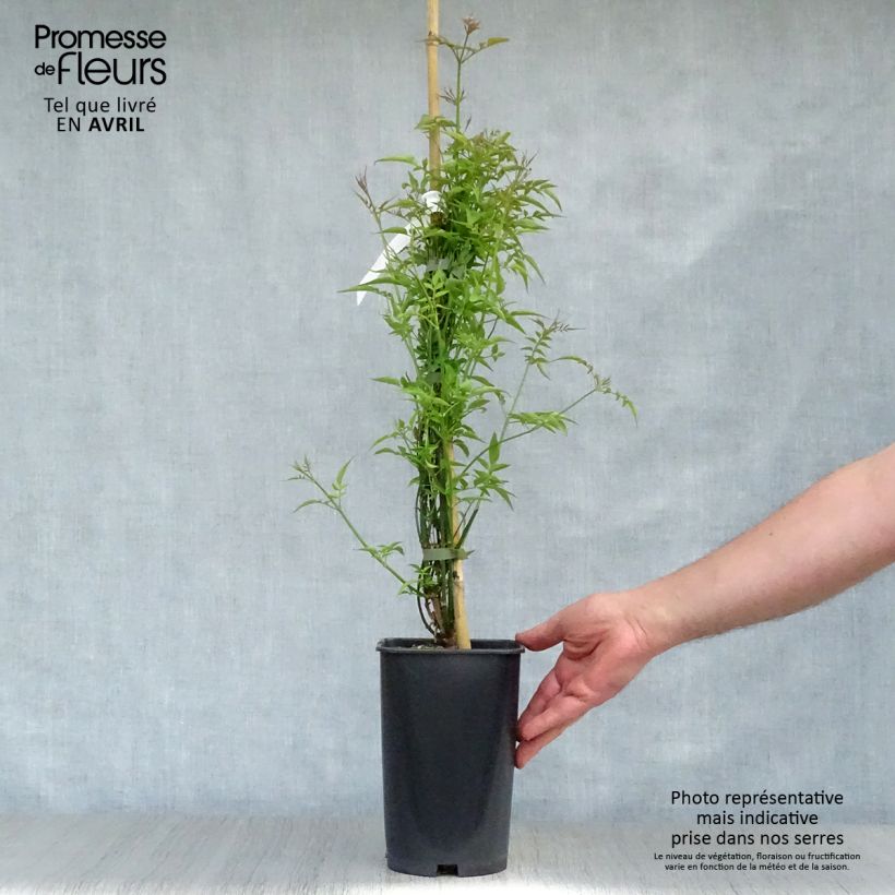 Amostra de Jasminum officinale Vaso de 2 L/3 L tal como entregue na primavera