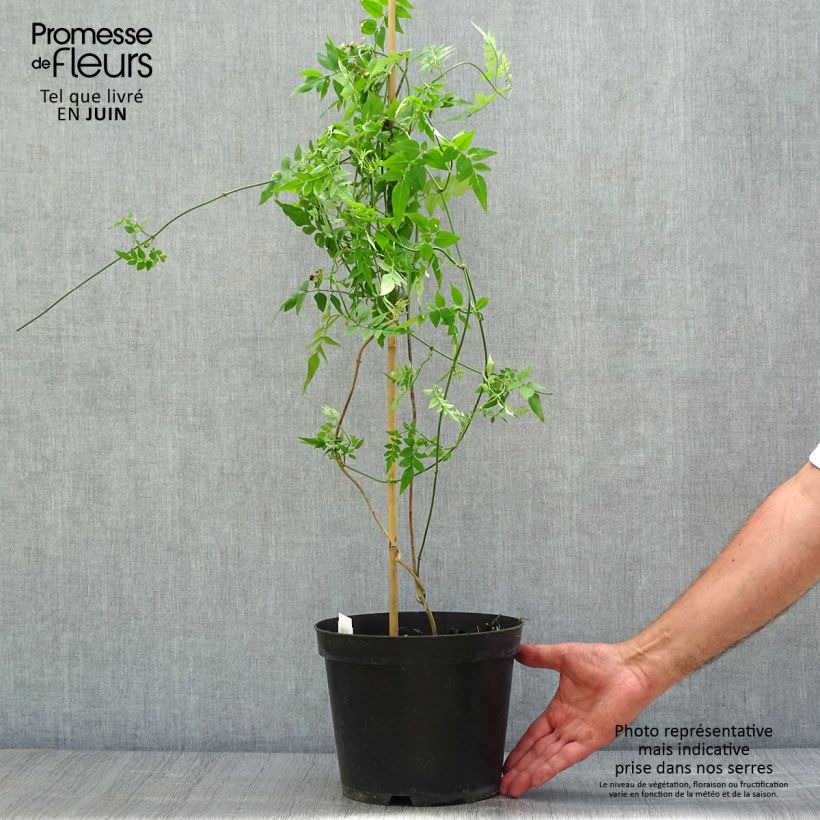 Amostra de Jasminum officinale Vaso de 4 L/5 L tal como entregue no verão