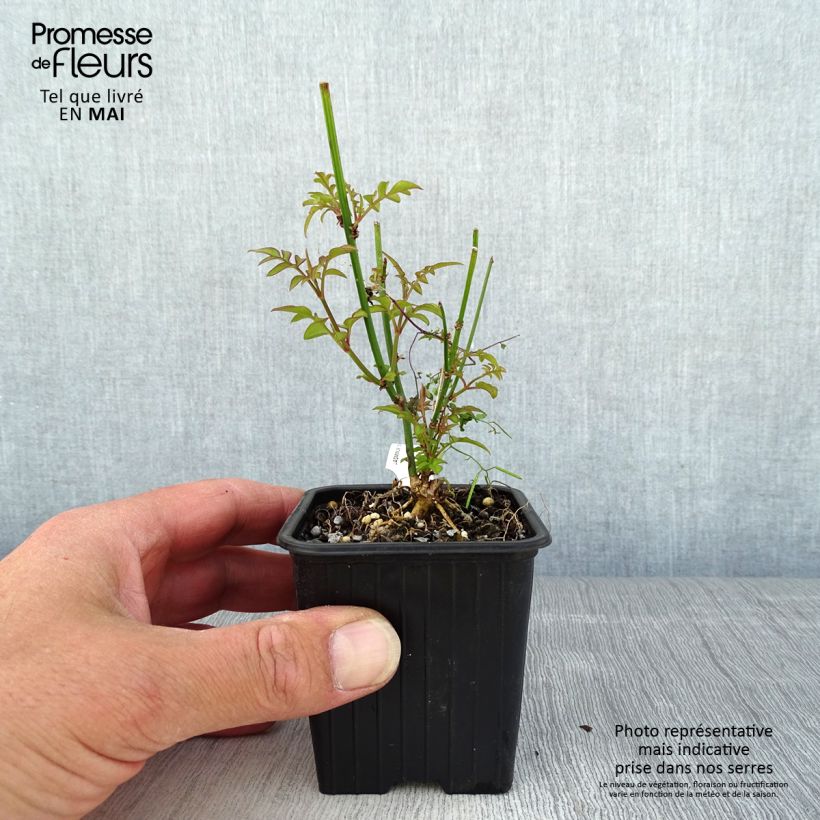 Amostra de Jasminum officinale Vaso de 8/9 cm tal como entregue na primavera