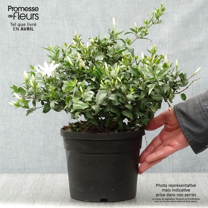 Amostra de Jasminum multipartitum Vaso de 2 L/3 L tal como entregue na primavera