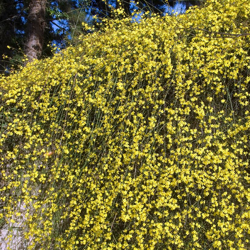 Jasminum nudiflorum (Hábito)