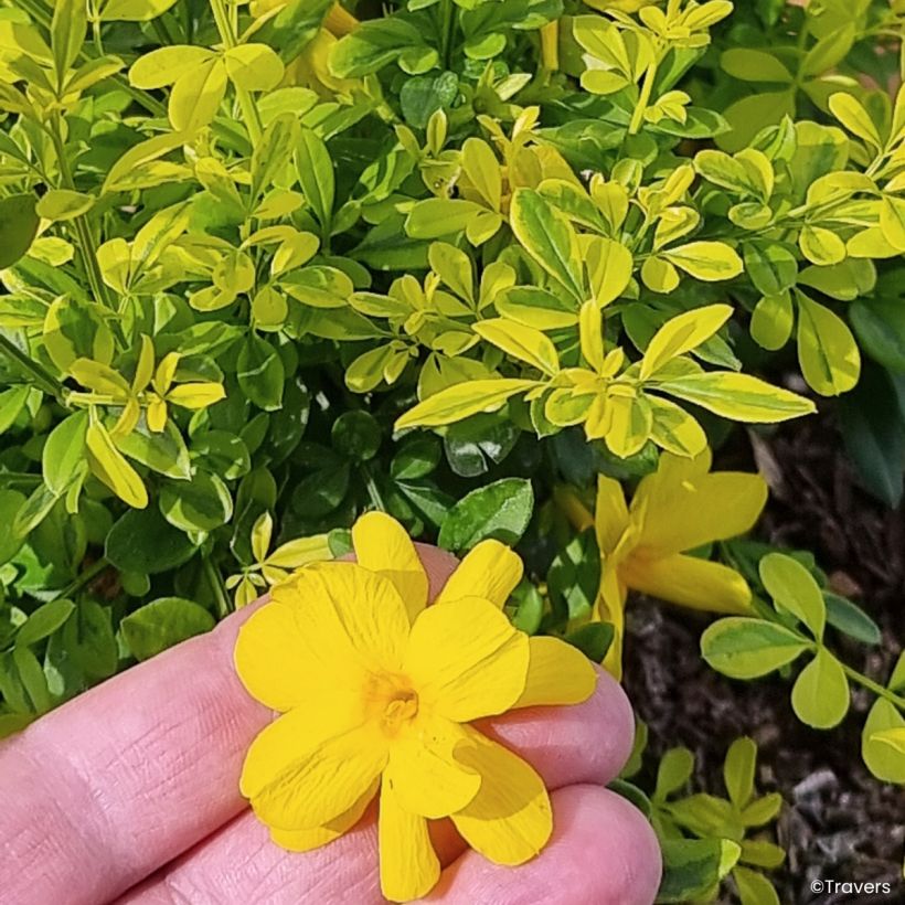 Jasminum mesnyi Goldtouch - Jasmim-primulina (Floração)