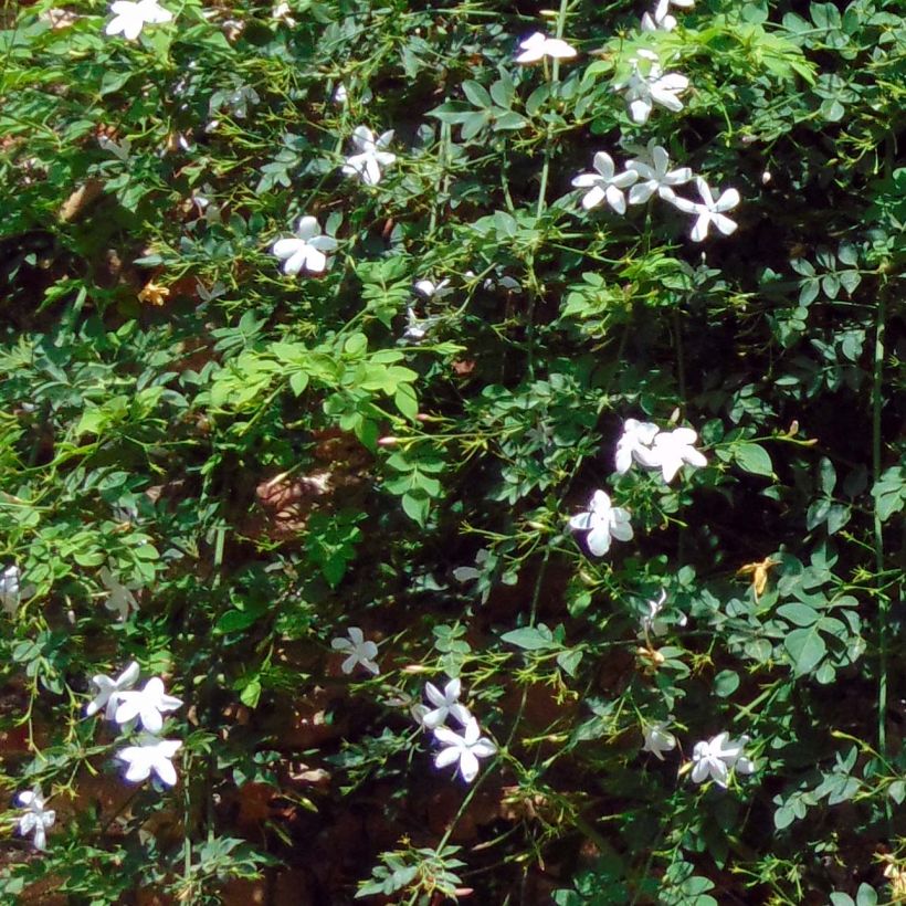 Jasminum azoricum (Folhagem)
