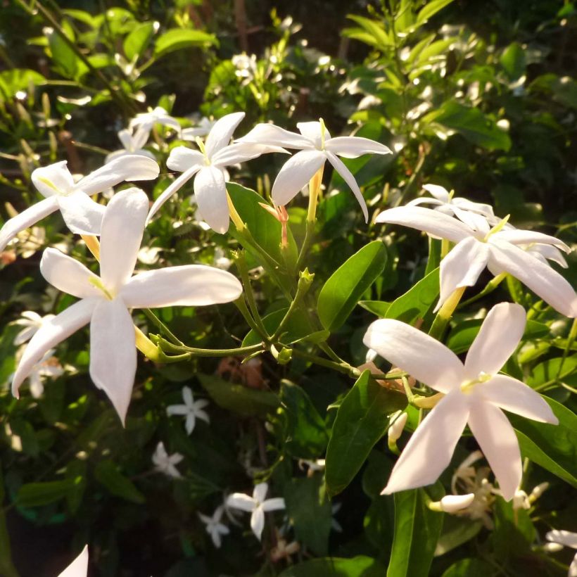 Jasminum azoricum (Floração)