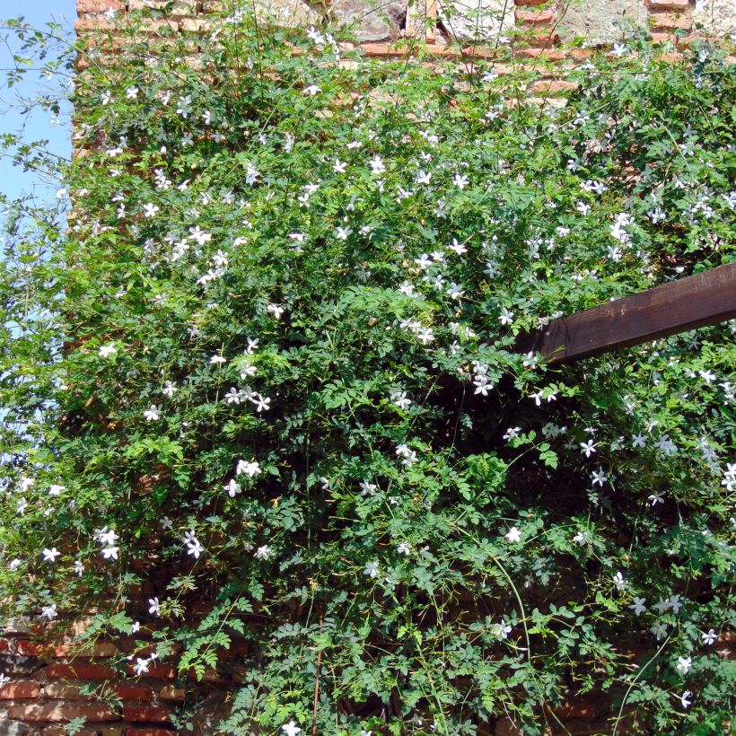 Jasminum azoricum (Hábito)