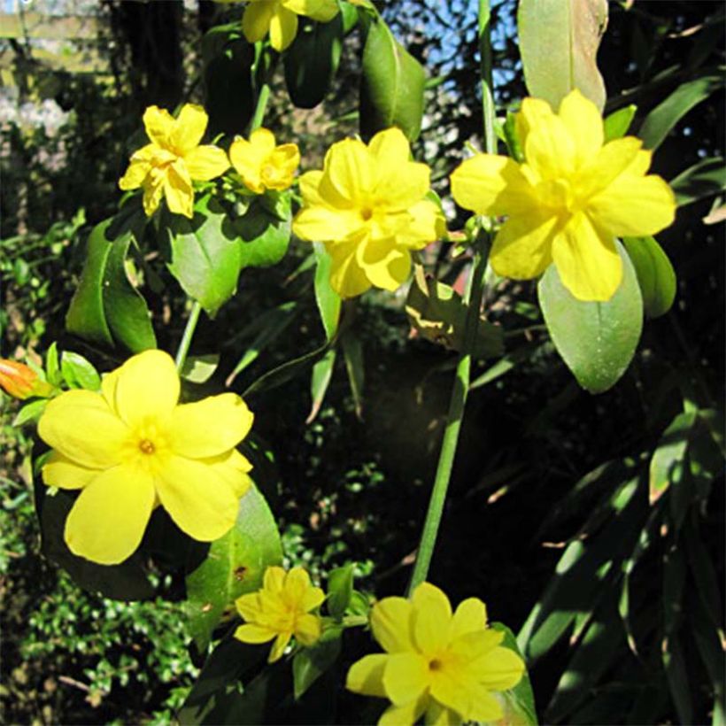Jasminum mesnyi (Floração)