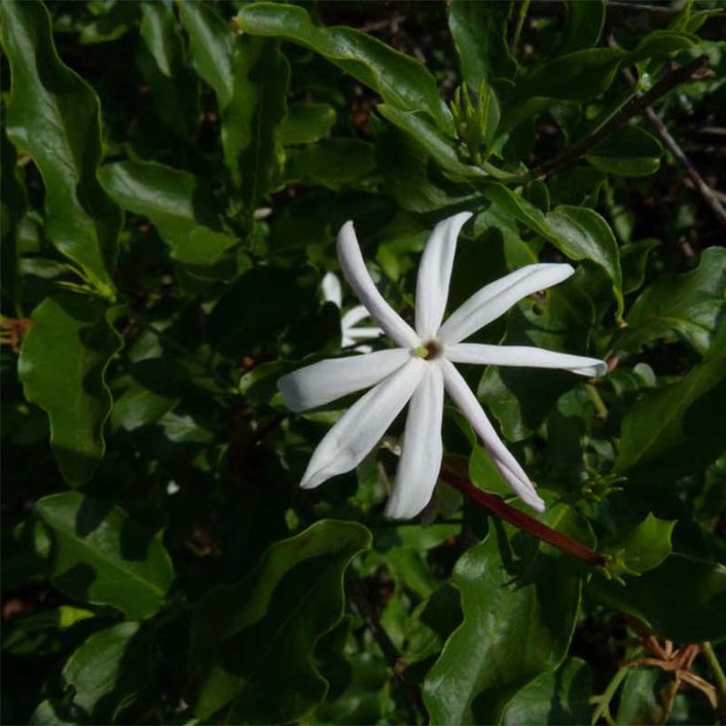 Jasminum multipartitum (Folhagem)