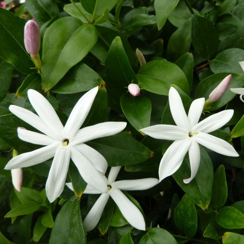 Jasminum multipartitum (Floração)