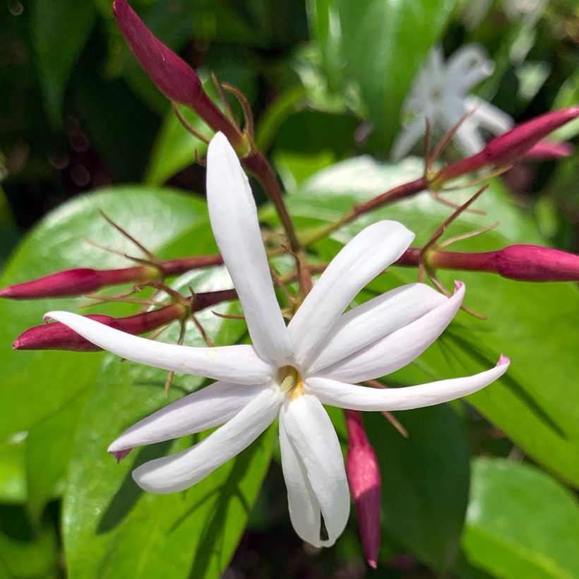 Jasminum laurifolium var. nitidum (Floração)