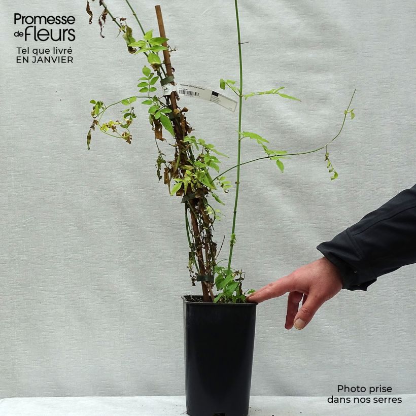 Amostra de Jasmin blanc - Jasminum officinale Aureum tal como entregue no inverno