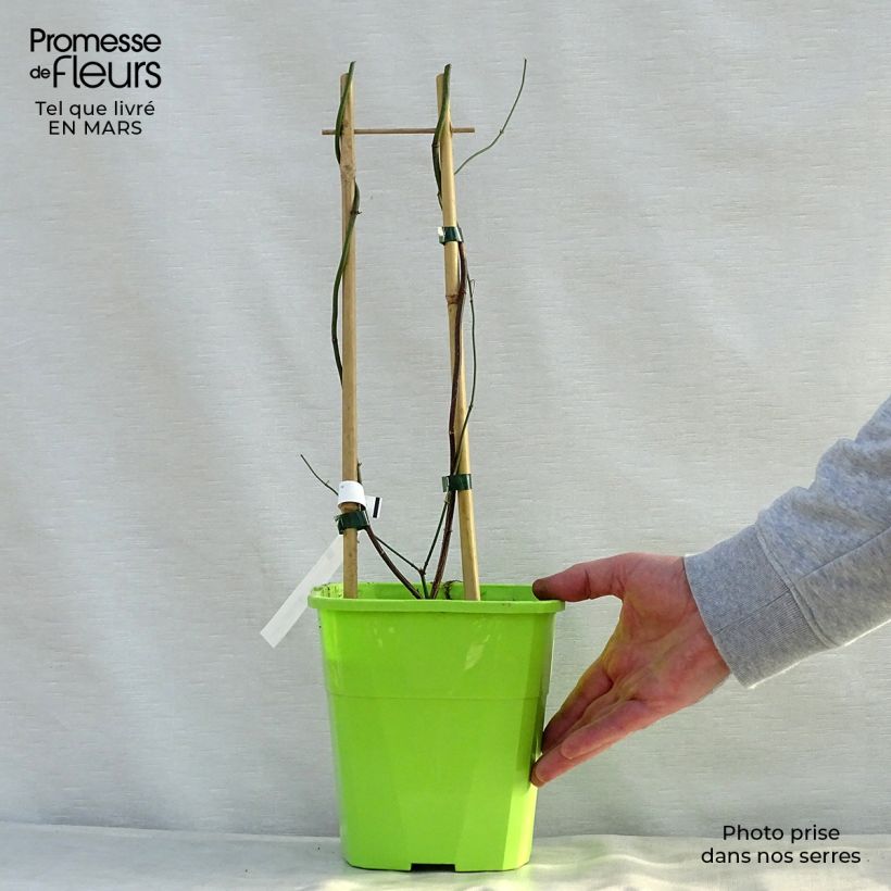 Amostra de Jasminum officinale Clotted Cream Vaso de 1,5 L/2 L tal como entregue na primavera