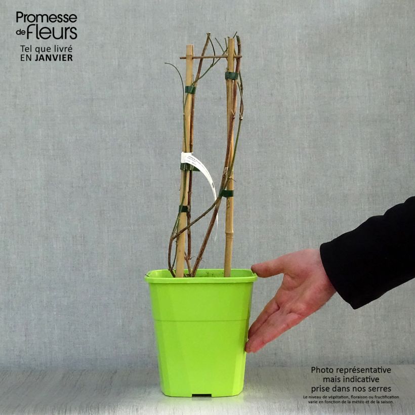 Amostra de Jasminum officinale Clotted Cream - Jasmin parfumé Vaso de 1,5 L/2 L tal como entregue no inverno