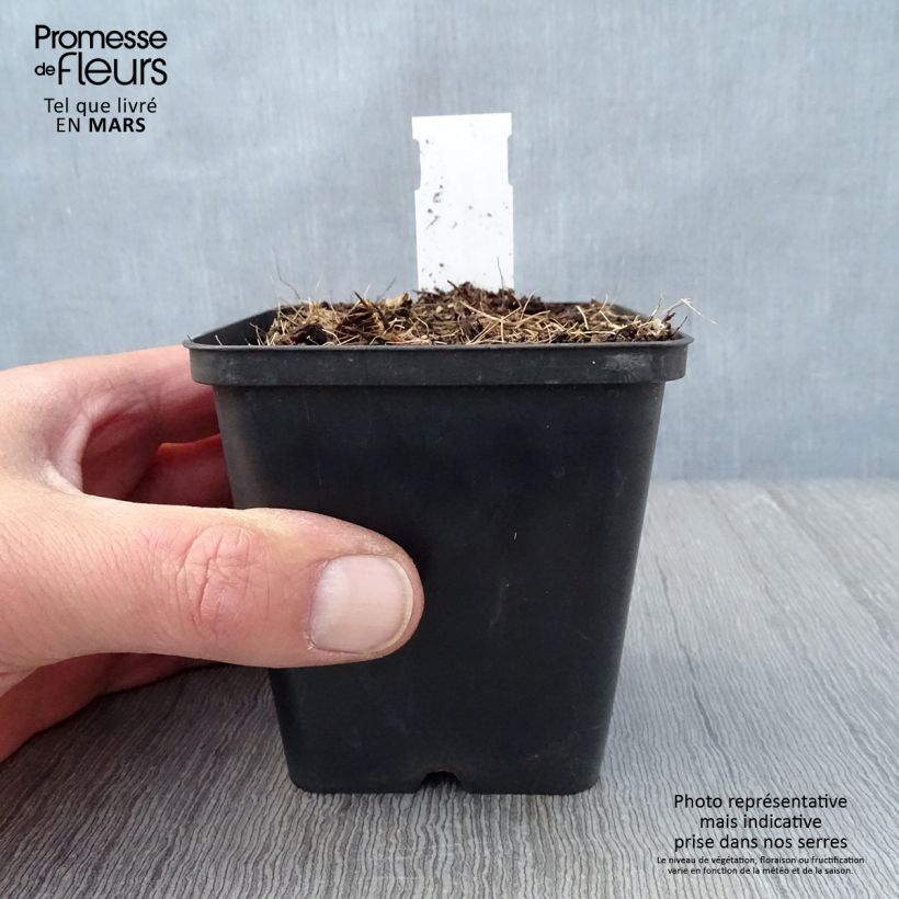 Amostra de Jeffersonia diphylla Vaso de 8/9 cm tal como entregue na primavera