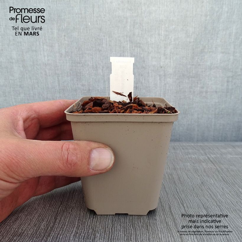 Amostra de Jeffersonia diphylla Godet de 8/9 cm tal como entregue no inverno