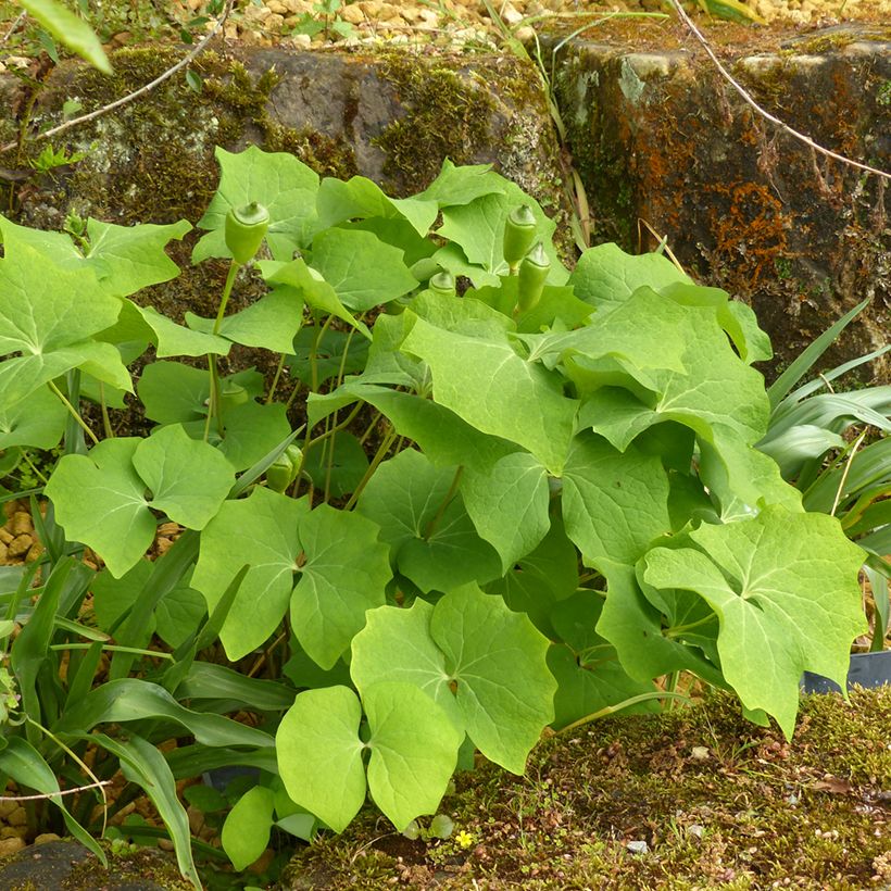 Jeffersonia diphylla (Hábito)