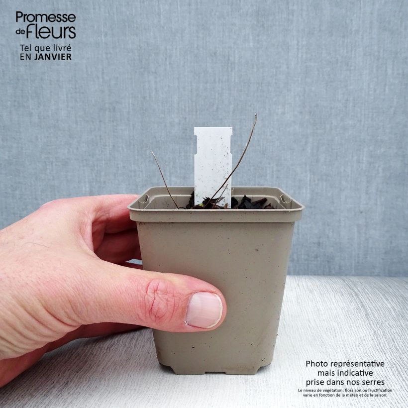 Amostra de Jeffersonia dubia Godet de 8/9 cm tal como entregue no inverno