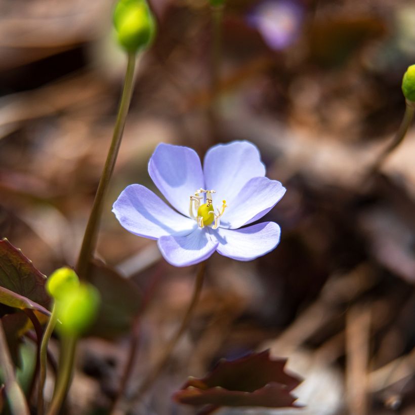 Jeffersonia dubia (Floração)