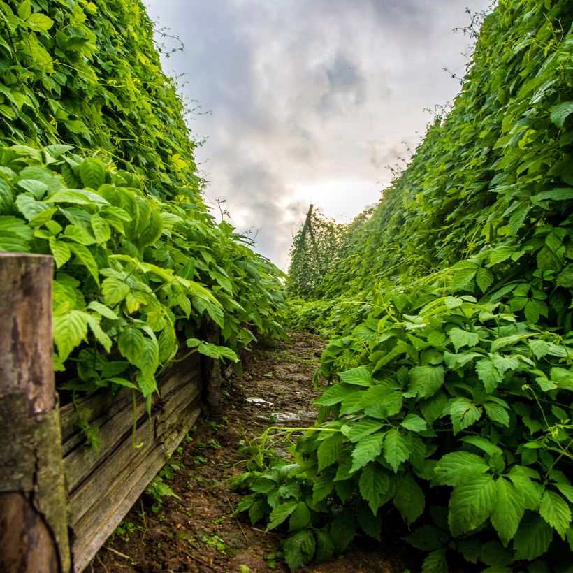 Jiaogulan - Gynostemma pentaphyllum (Hábito)