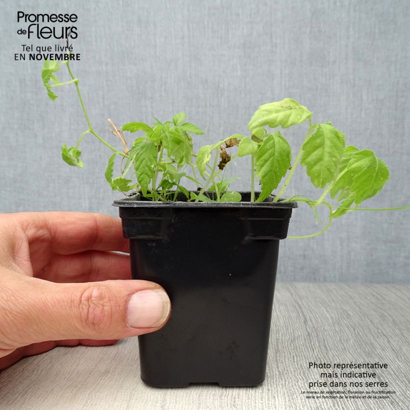 Amostra de Jiaogulan - Chá da imortalidade Bio - Erva da imortalidade Vaso de 7/8 cm tal como entregue no outono