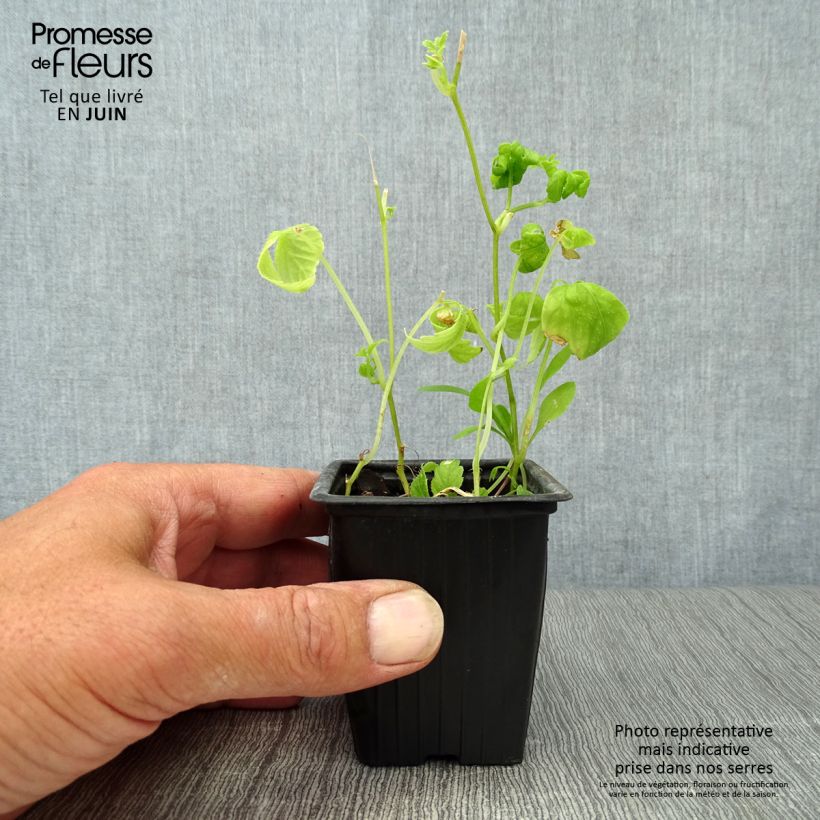 Amostra de Jiaogulan - Chá da imortalidade Bio - Erva da imortalidade Vaso de 7/8 cm tal como entregue no verão