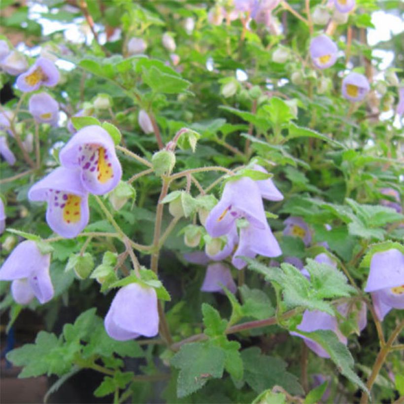 Jovellana violacea (Floração)