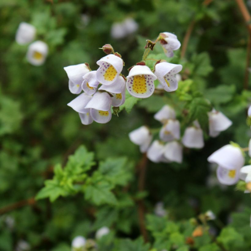Jovellana violacea (Floração)