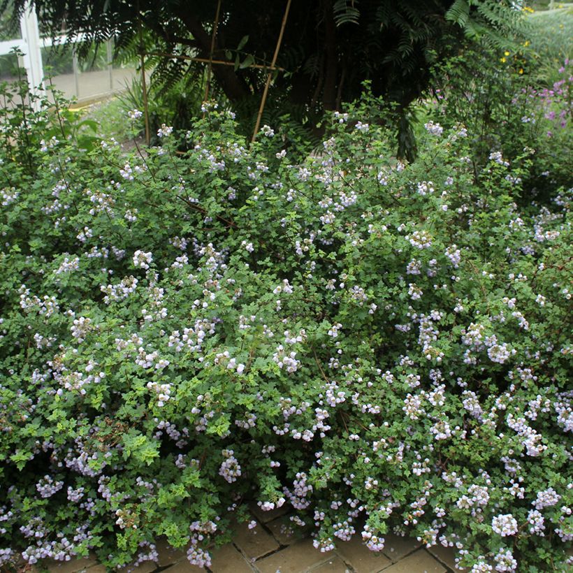 Jovellana violacea (Hábito)