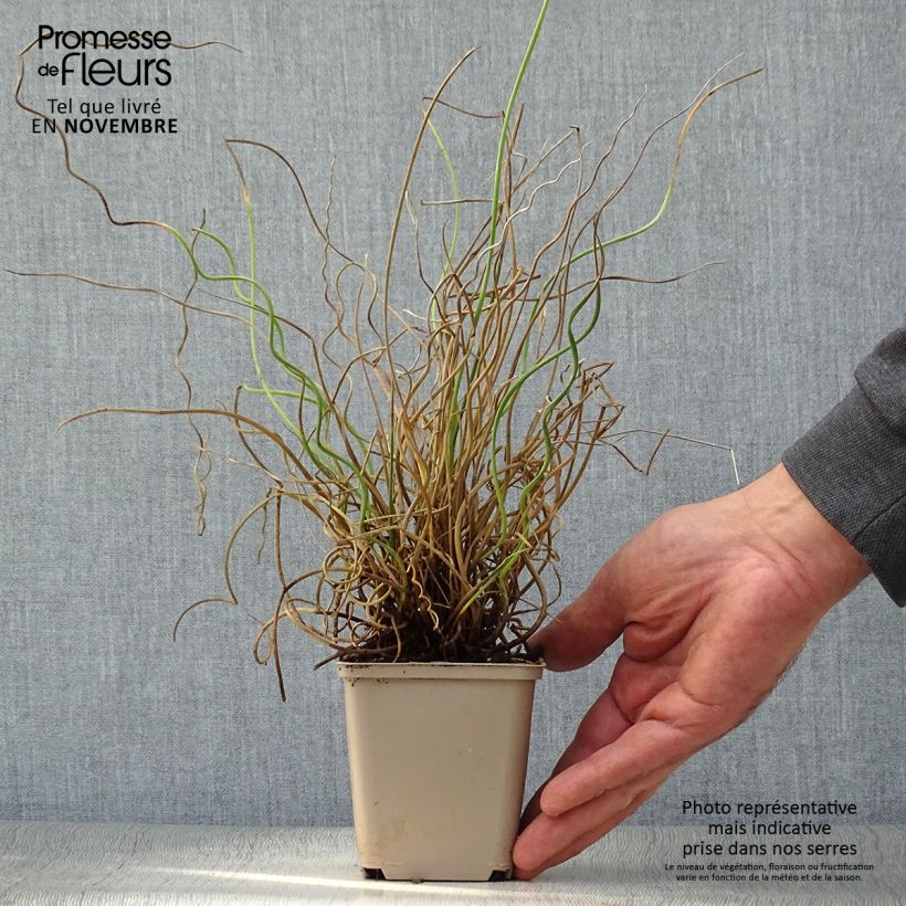 Amostra de Juncus effusus Spiralis Vaso de 8/9 cm tal como entregue no outono
