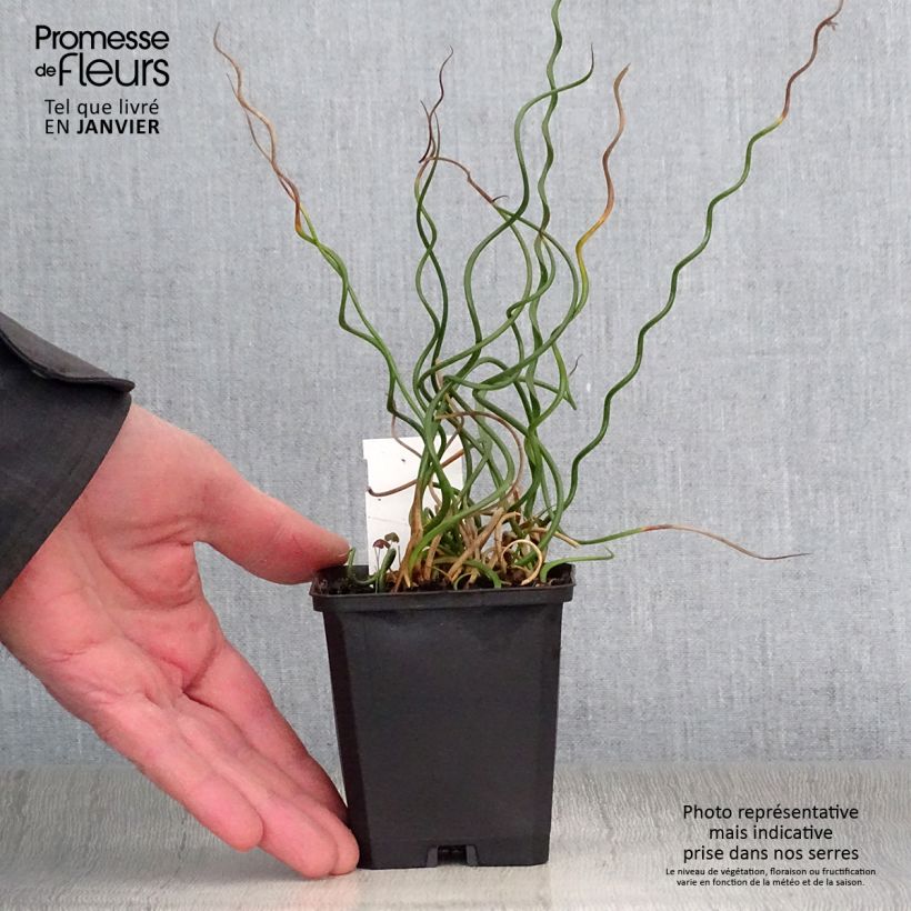 Amostra de Juncus effusus Spiralis - Jonc spiralé Vaso de 8/9 cm tal como entregue no inverno