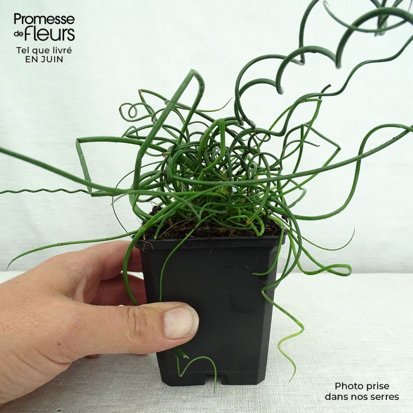 Amostra de Juncus effusus Spiralis Vaso de 8/9 cm tal como entregue no verão