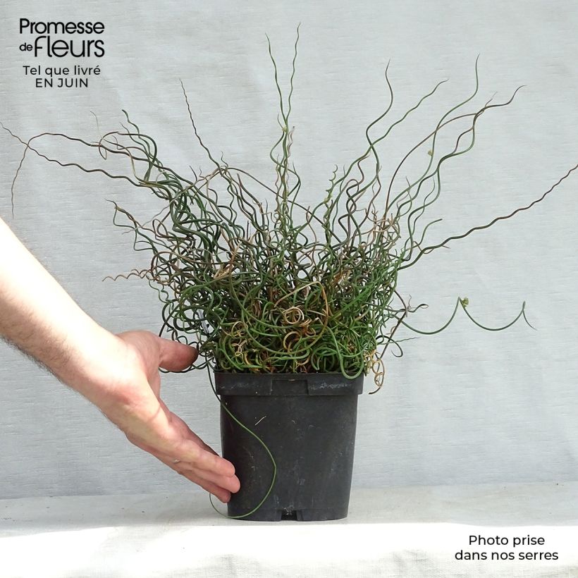 Amostra de Juncus effusus Spiralis Vaso de 2 L/3 L tal como entregue no verão