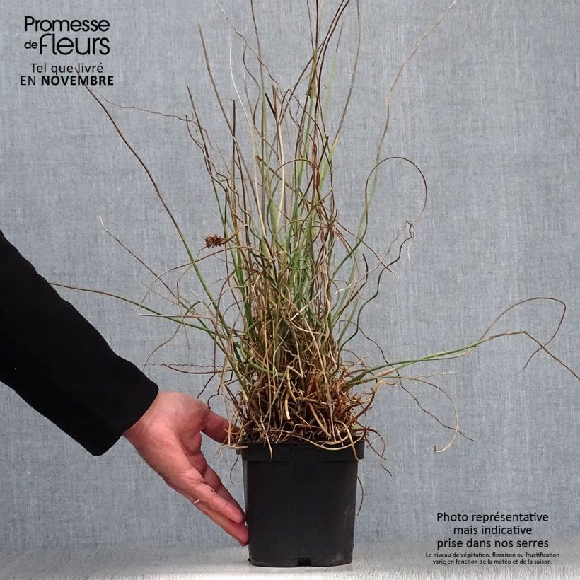Amostra de Juncus effusus Spiralis Vaso de 2 L/3 L tal como entregue no outono