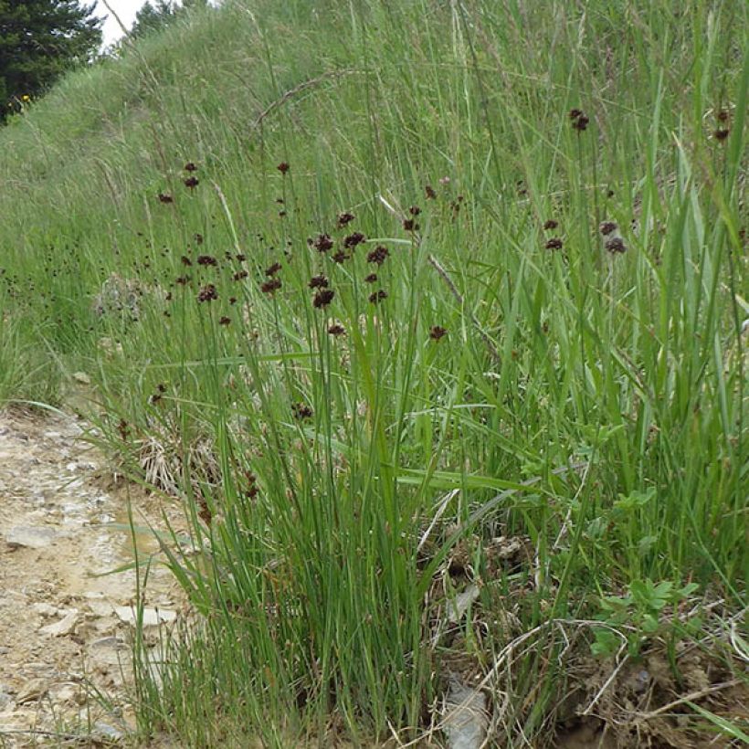 Juncus ensifolius (Hábito)