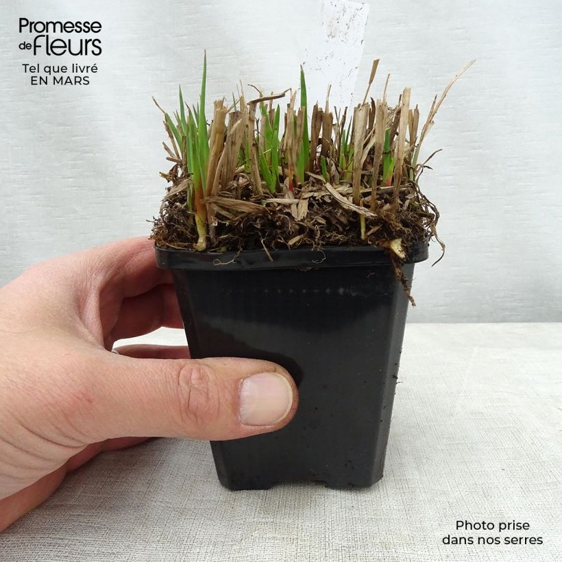 Amostra de Juncus ensifolius Vaso de 8/9 cm tal como entregue na primavera