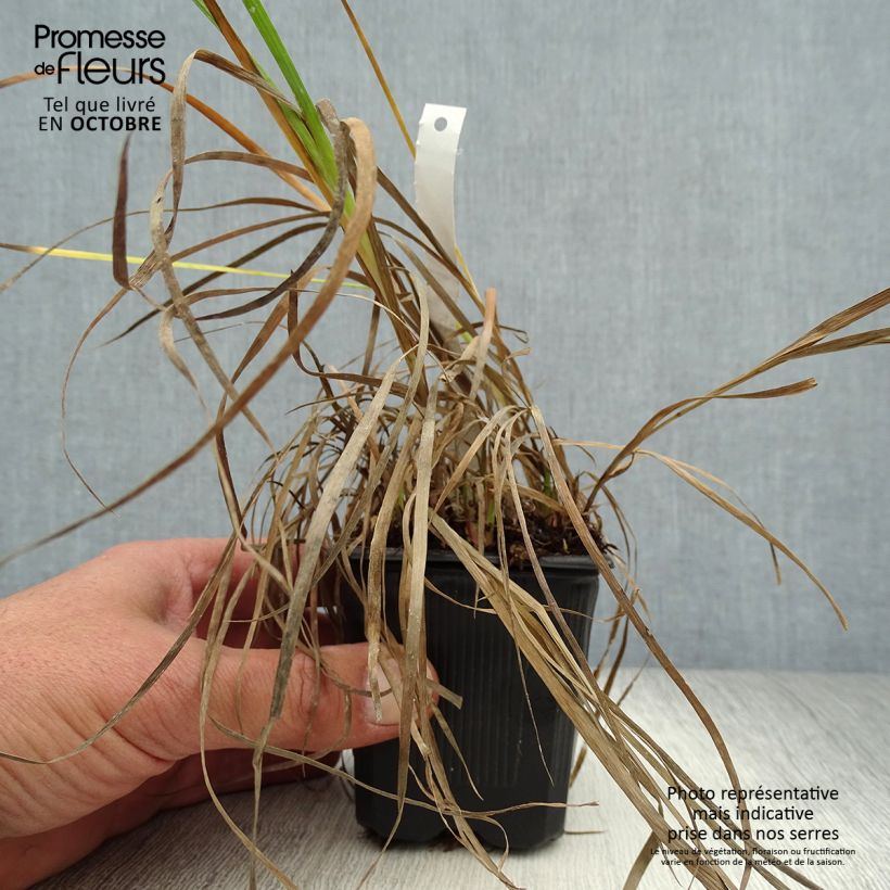 Amostra de Juncus ensifolius Vaso de 8/9 cm tal como entregue no outono